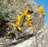 Plancia ëd Chloraea chrysantha Poepp.