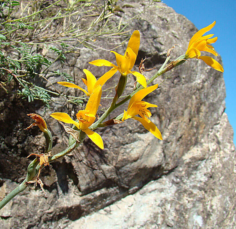 Plancia ëd Chloraea chrysantha Poepp.