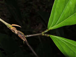 Imagem de Calliandra grandifolia P. H. Allen