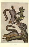 Image of Sciurus subgen. Sciurus Linnaeus 1758
