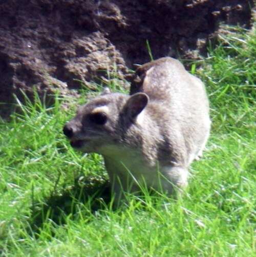 Image of Bush Hyrax