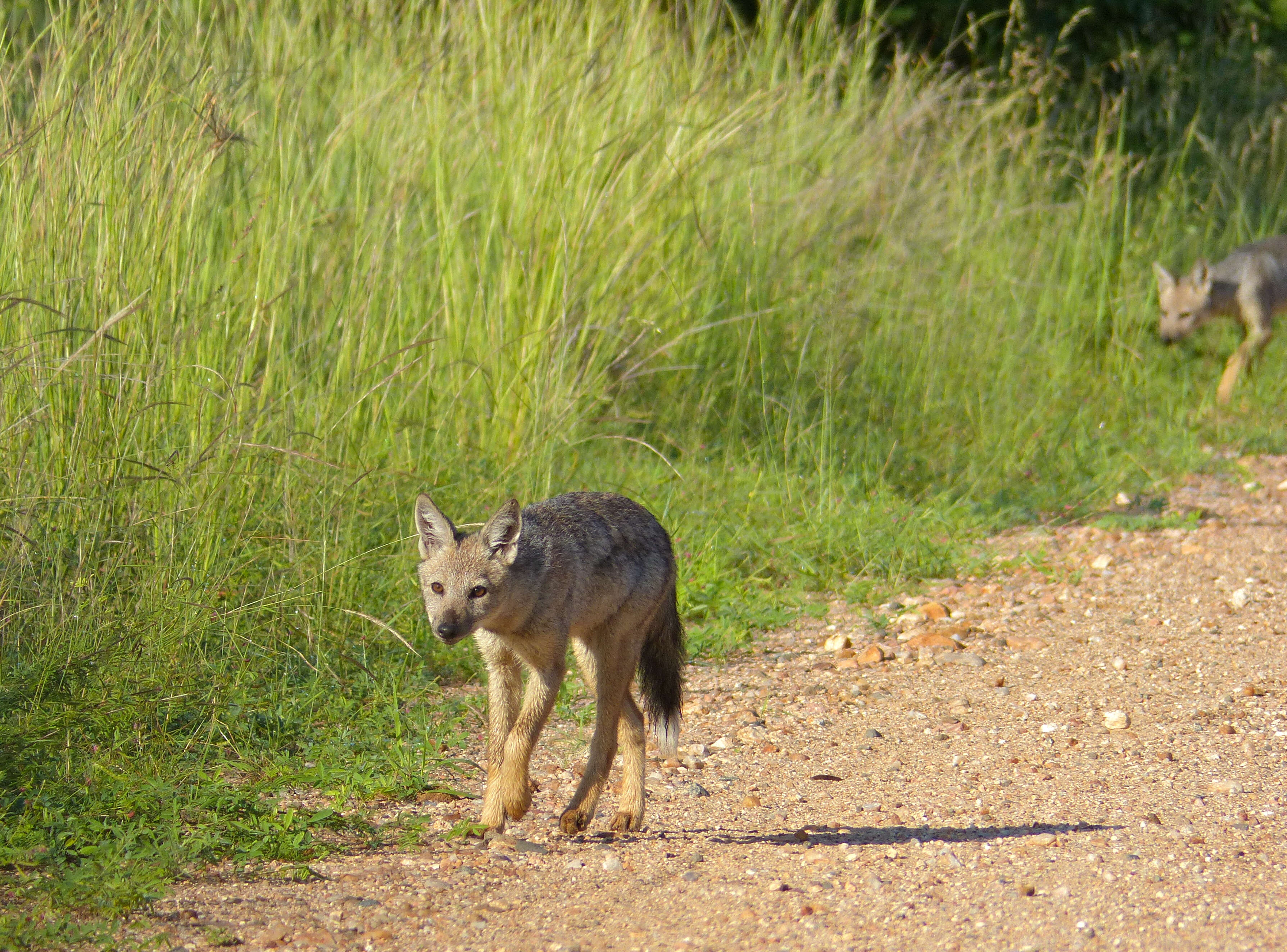 Image of Side-striped Jackal