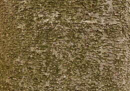 Image of Caucasian alder