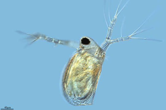 Image of reticulate waterflea