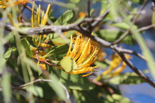 Слика од Dendrophthoe glabrescens (Blakely) Barlow