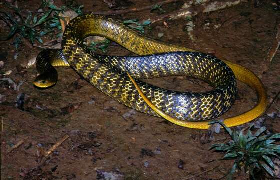 Image of indigo snake