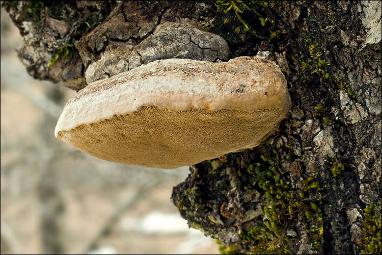 Image of Phellinus pomaceus (Pers.) Maire 1933