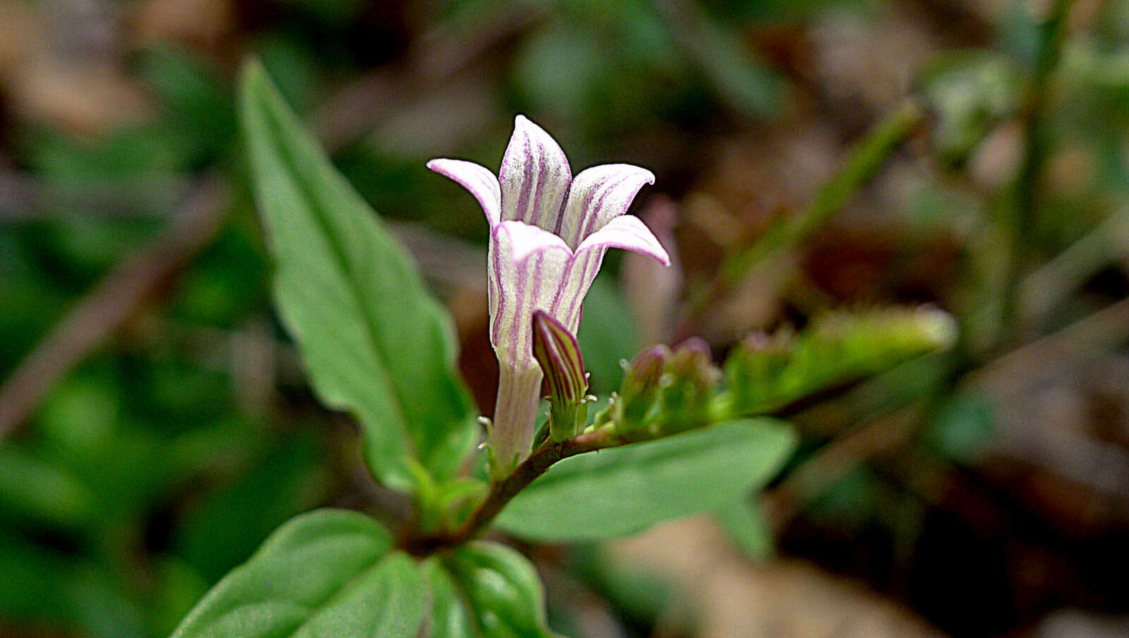 Plancia ëd Spigelia