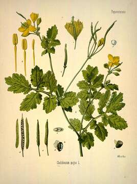 Image of celandine