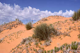 Image of narrowleaf yucca