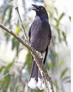 Image of Pied Currawong