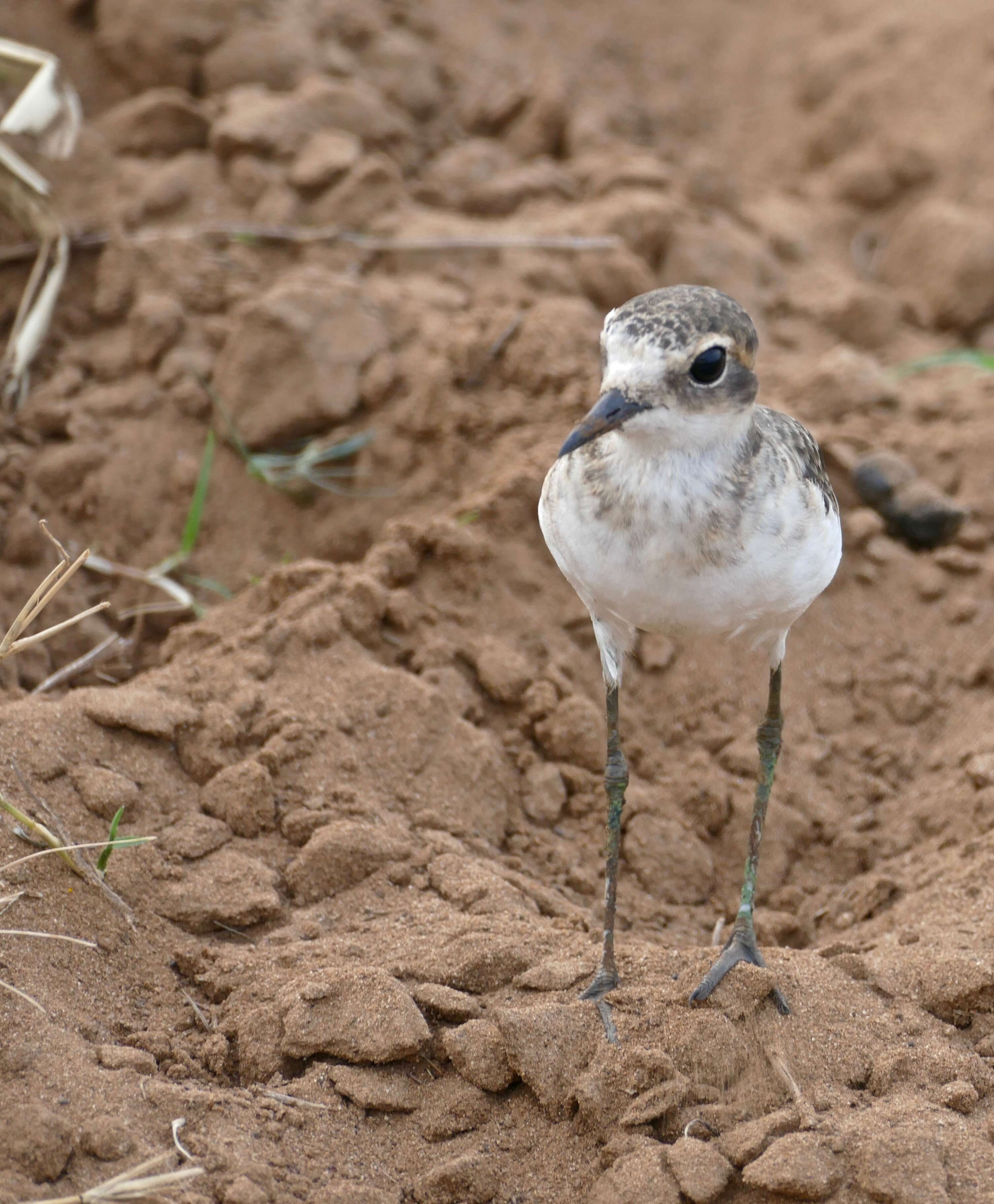 Image of Kittlitz's Plover