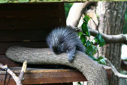 Image of North American porcupine