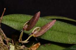 Imagem de Bulbophyllum mirum J. J. Sm.