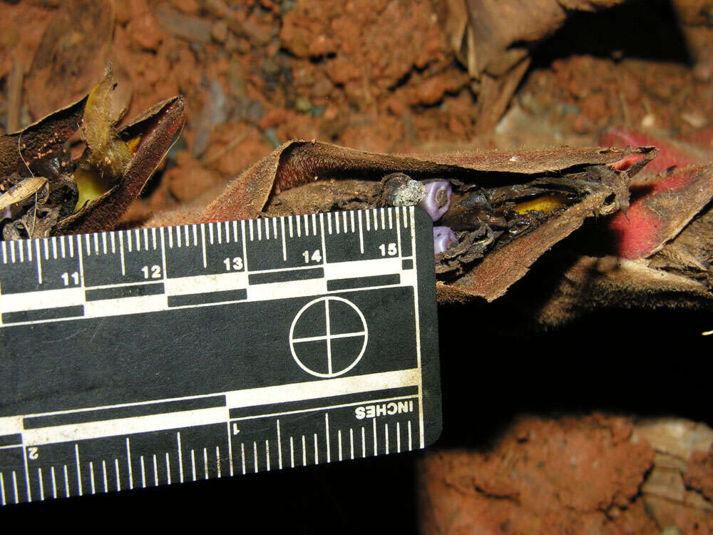 Image of Heliconia pogonantha Cufod.