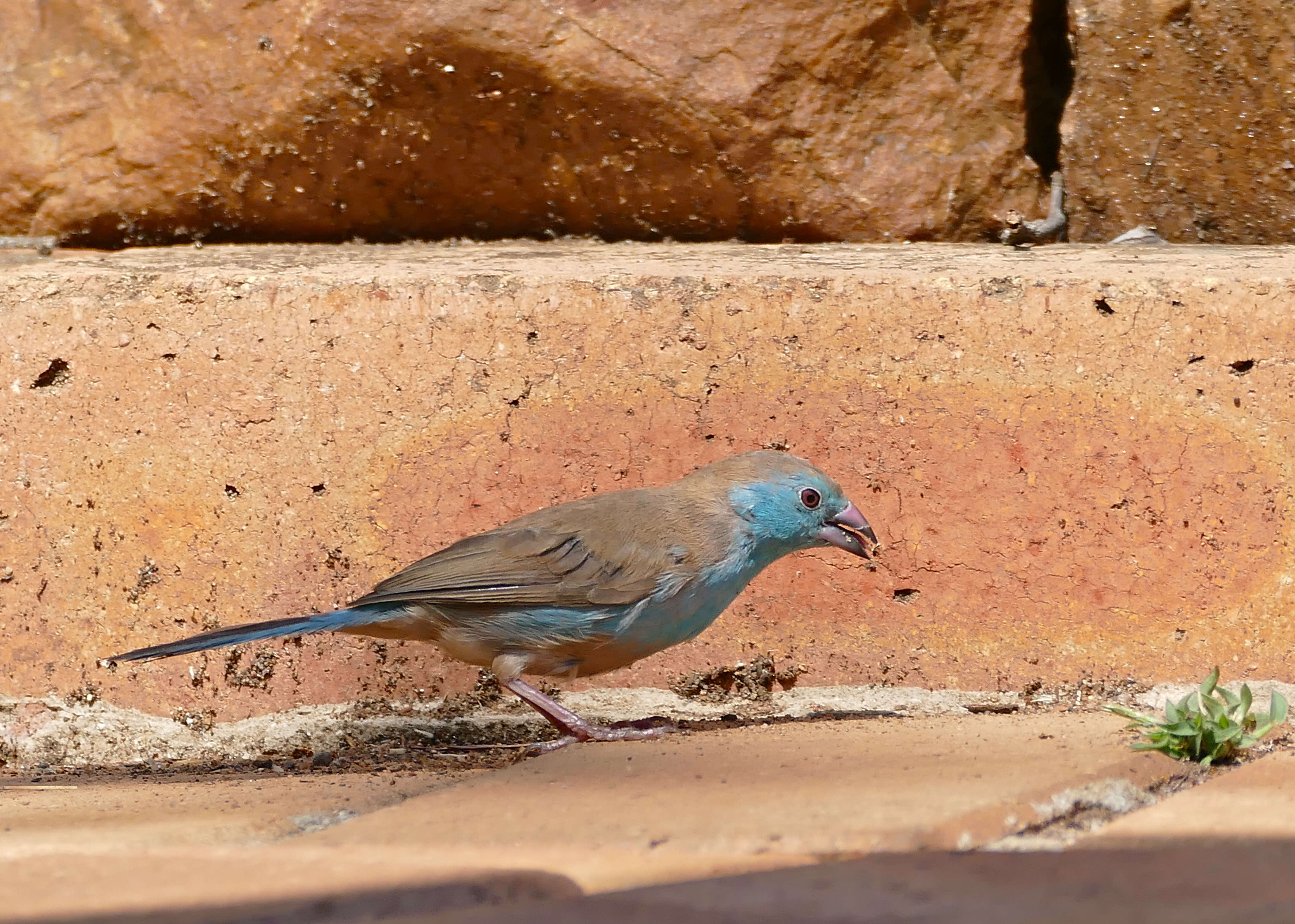 Image of Blue Waxbill