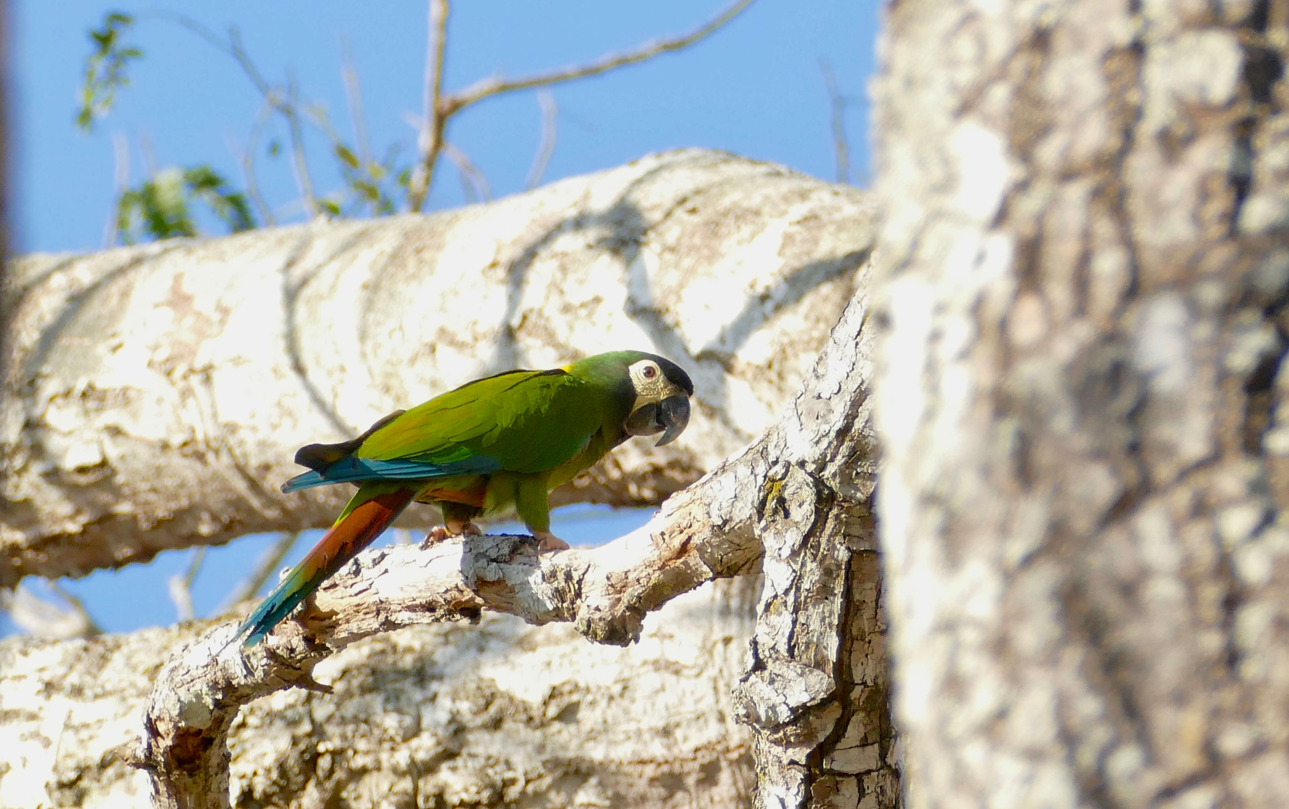 Image of Golden-collared Macaw