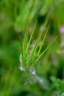 Image of stork's bill