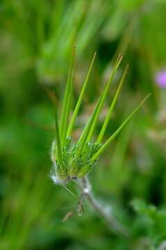 Image of Common Stork's-bill