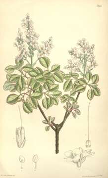 Image of Veronica fairfieldii Hort. Martin. Hook. fil.