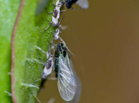 Image of Aphis