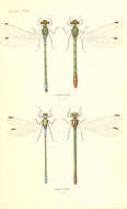 Image of Lestes Leach ex Brewster 1815