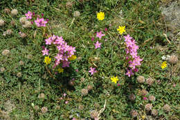 Image of branched centaury