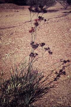 Image de Haemodorum coccineum R. Br.