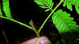 Image of Albizia pedicellaris (Dc.) L. Rico