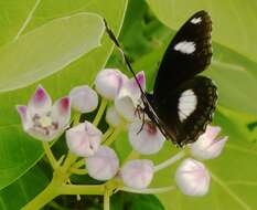 Image of calotropis