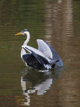 Image of Grey Heron