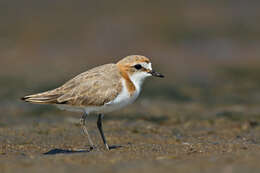 Image of Red-capped Dotterel