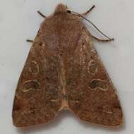 Orthosia rubescens Walker 1865的圖片