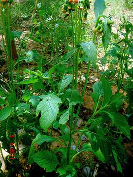 Image of ragleaf