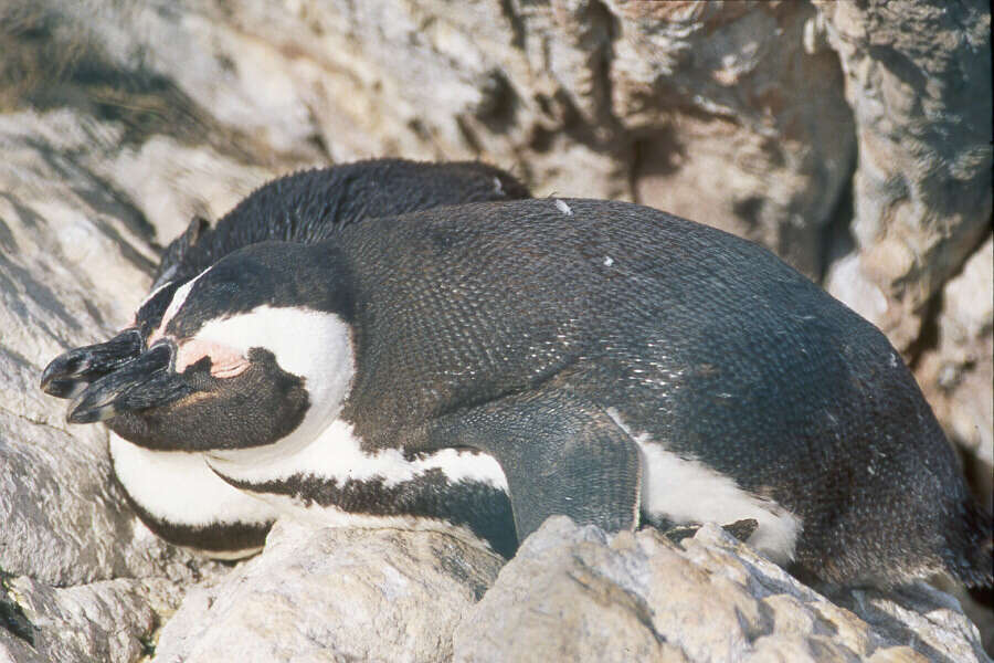 Image of African Penguin