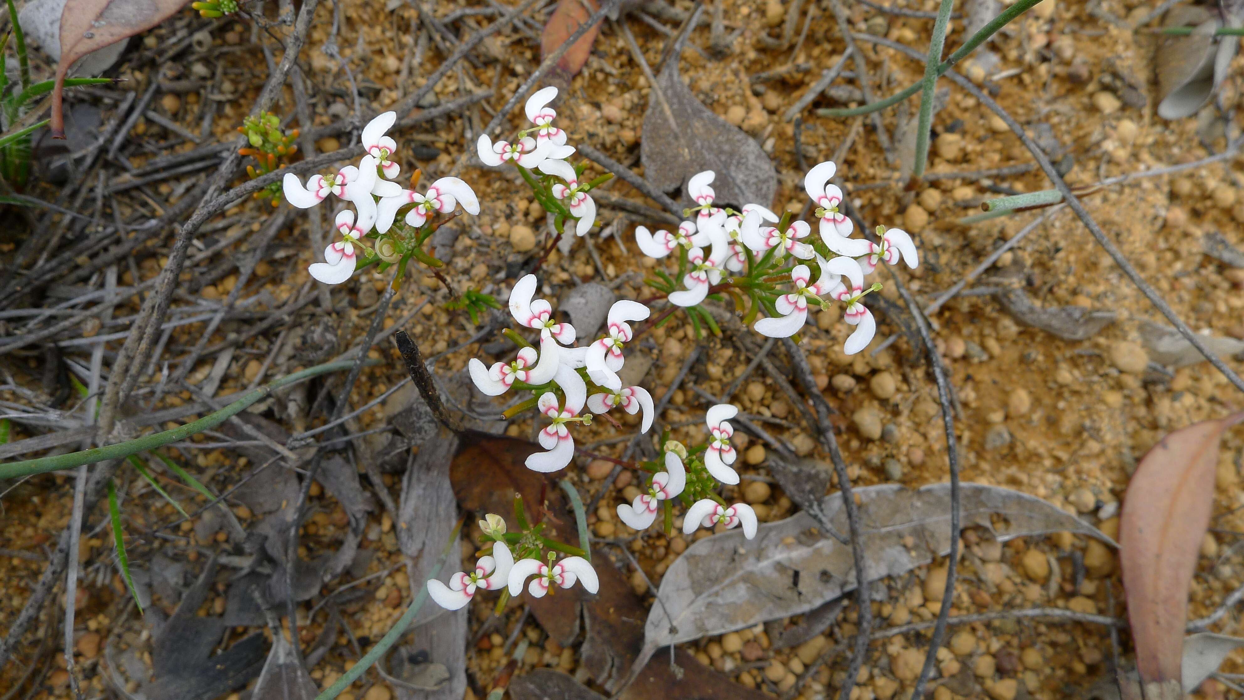 Image de Stylidium breviscapum R. Br.