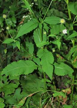 Image of small teasel