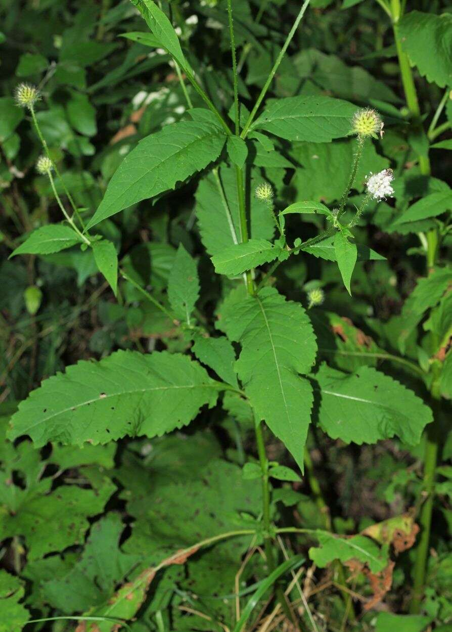 Image of teasel