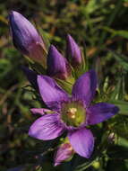 Image of Gentianella austriaca (A. & J. Kern.) Holub