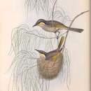 Image of <i>Lichenostomus virescens sonorus</i> (Gould 1841)