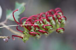 Image of Brisbane Ranges Grevillea