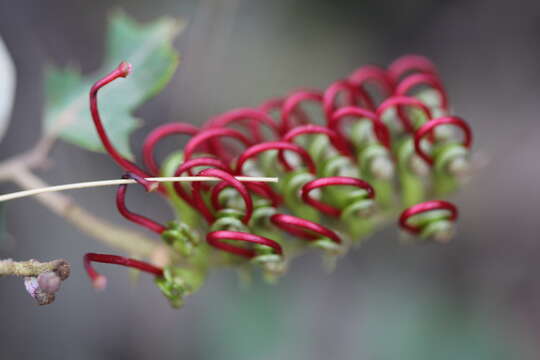 Image of Brisbane Ranges Grevillea