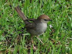 Image of Cisticola Kaup 1829