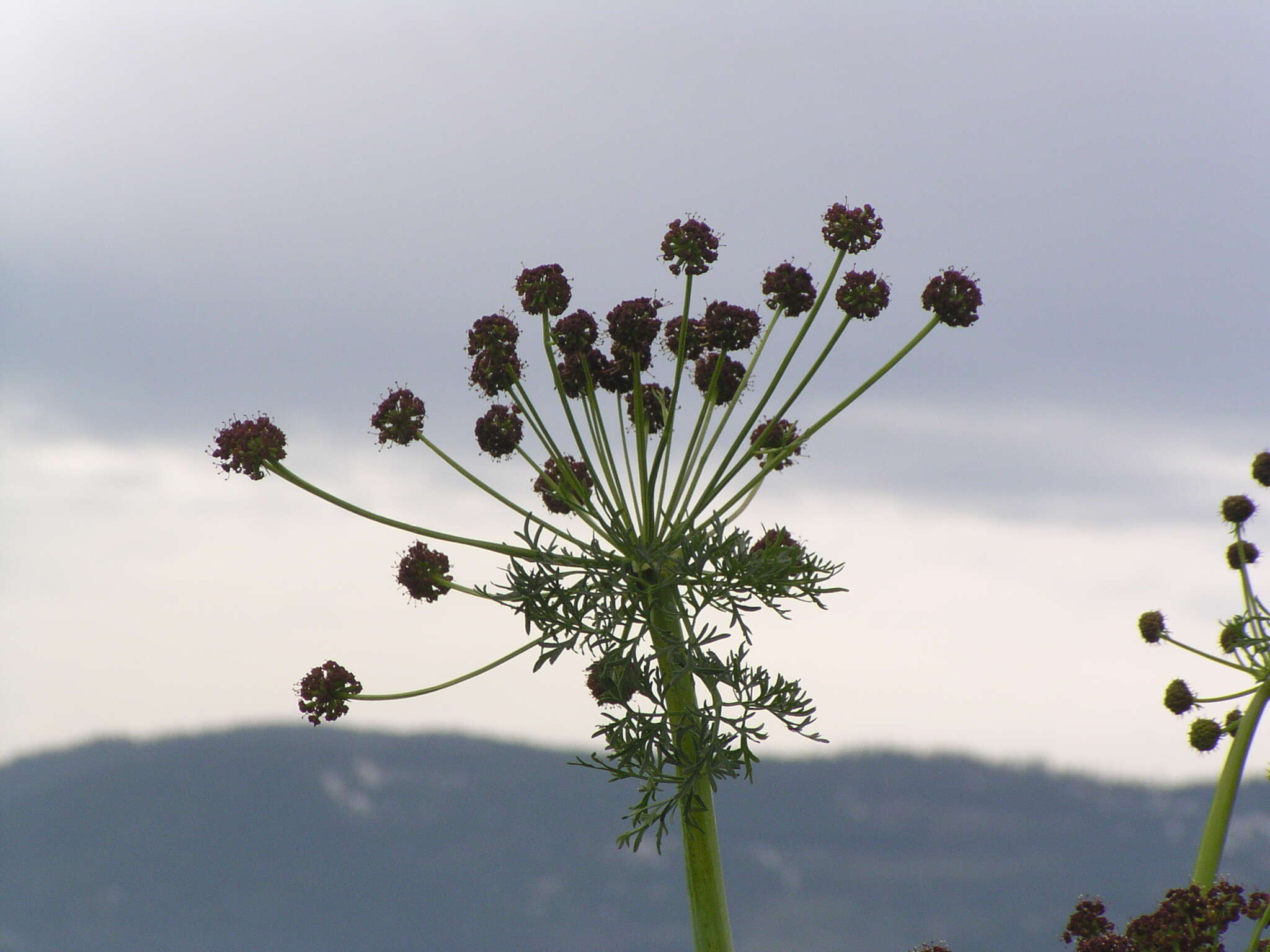 Imagem de Lomatium multifidum (Nutt.) R. P. Mc Neill & Darrach