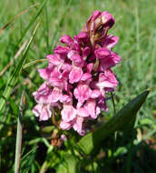 Dactylorhiza incarnata (L.) Soó resmi