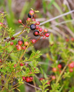 Image de Vaccinium myrsinites Lam.