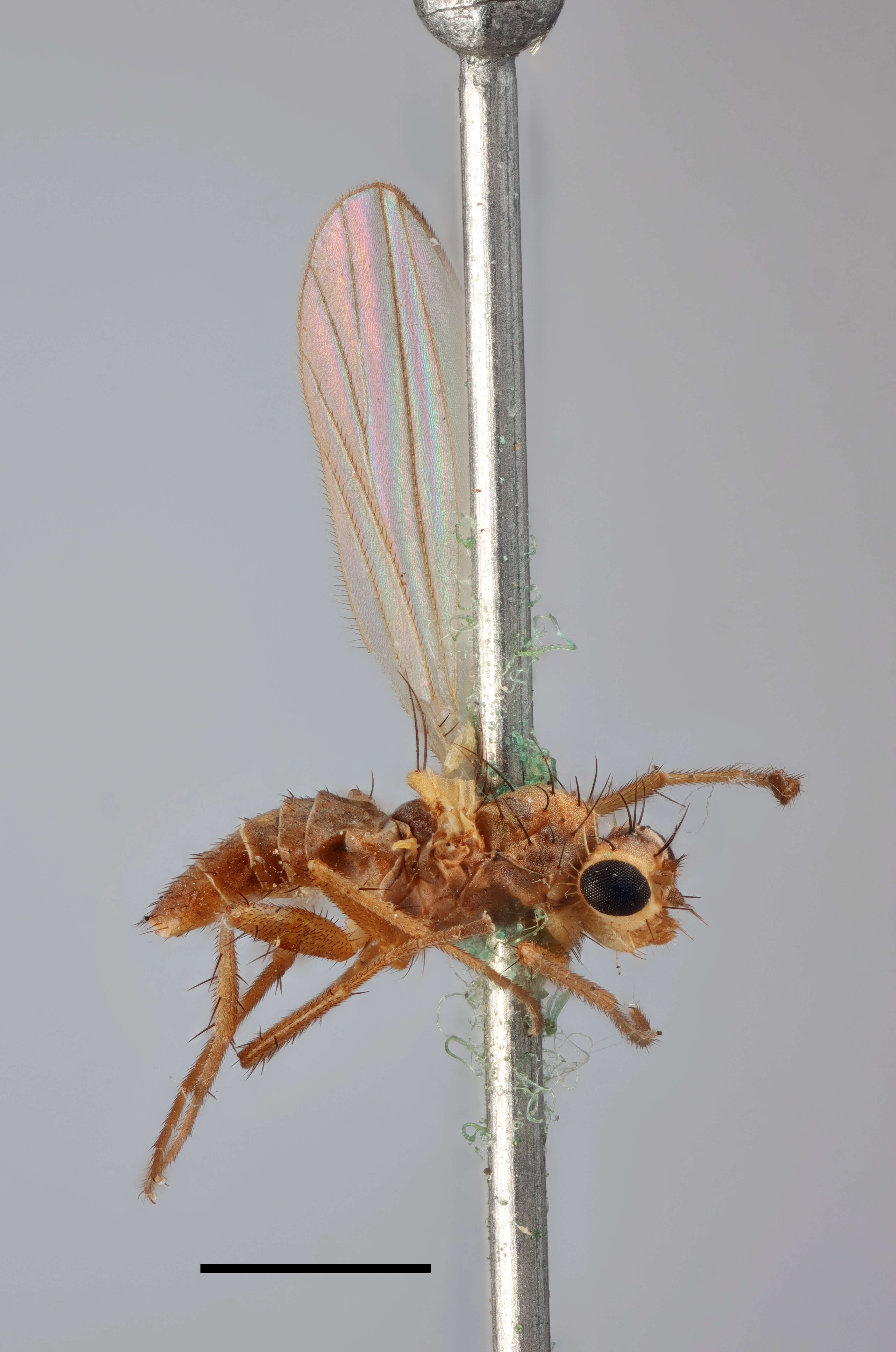 Image of spear-winged flies