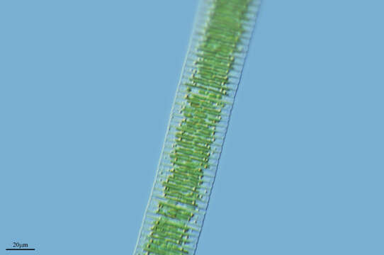 Image of Fragilaria crotonensis