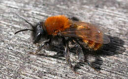 Image of Mining Bees