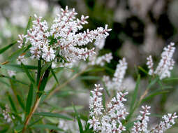 Image of Leucopogon australis R. Br.